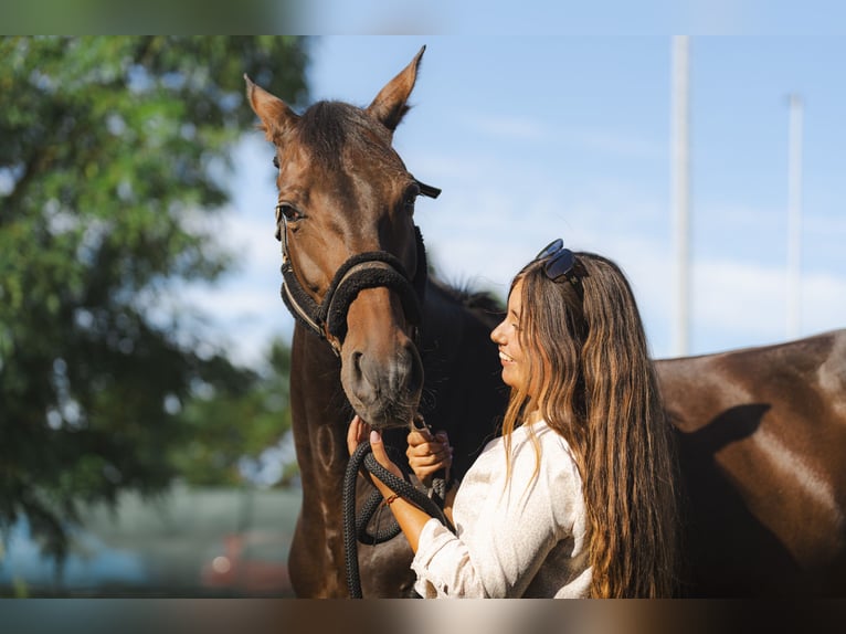 Selle Français Mare 10 years 16,1 hh Bay-Dark in Cargadero Viejo