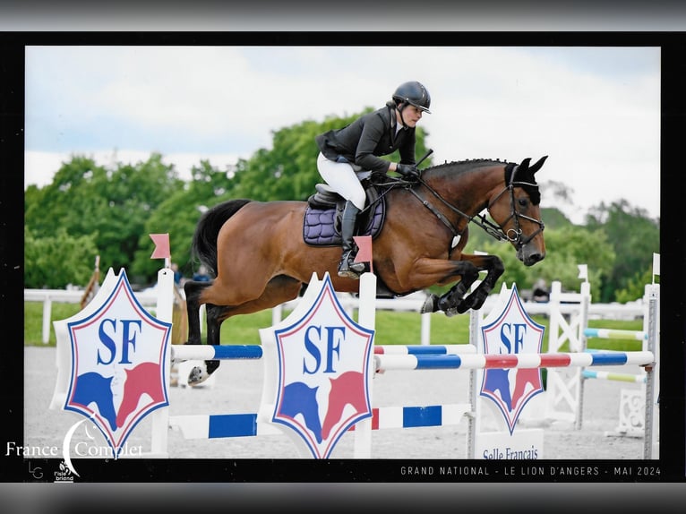 Selle Français Mare 10 years 16,1 hh Brown in Le Garric