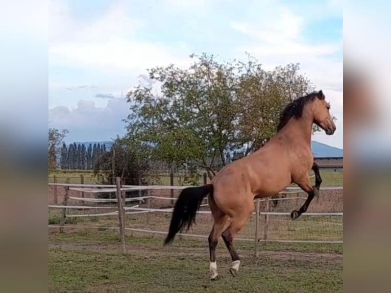 Selle Français Mare 10 years 16,2 hh Dun in Colmar