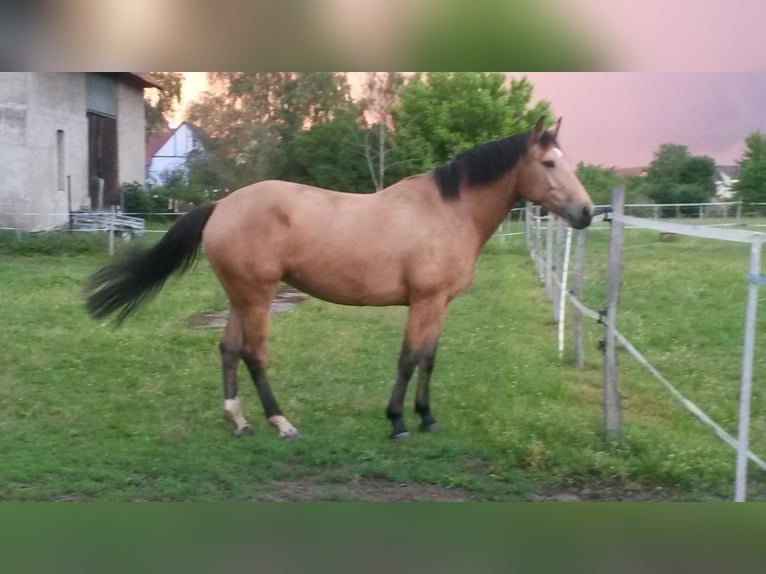 Selle Français Mare 10 years 16,2 hh Dun in Colmar