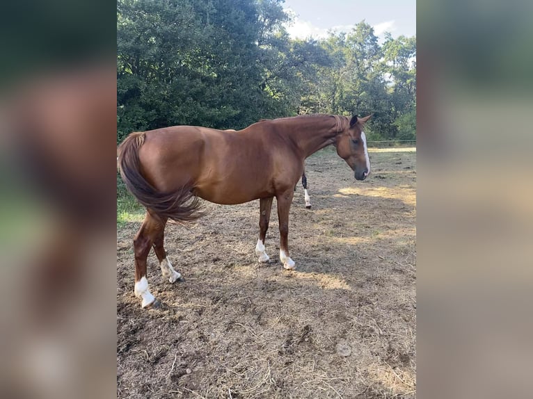 Selle Français Mare 10 years 17 hh Chestnut-Red in Chauvigny