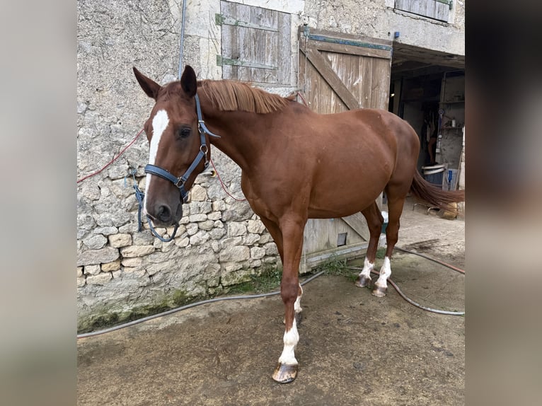 Selle Français Mare 10 years 17 hh Chestnut-Red in Chauvigny
