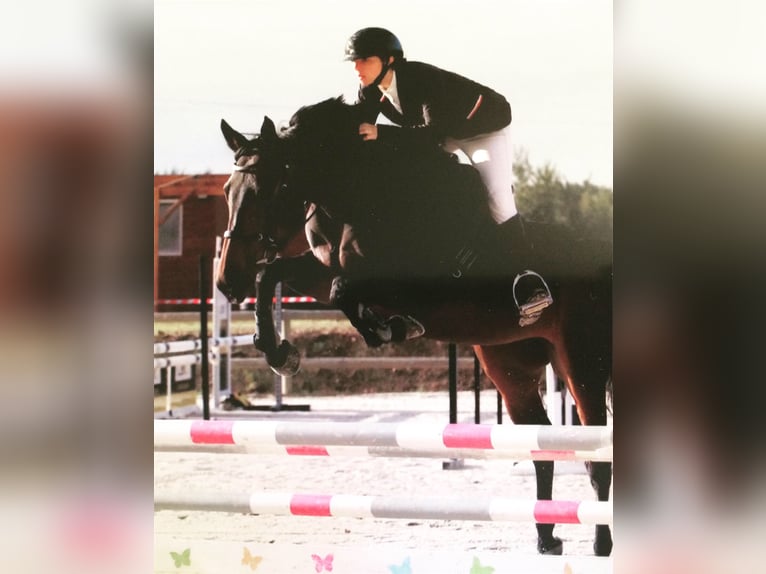 Selle Français Mare 11 years 15,1 hh Bay-Dark in Saumur