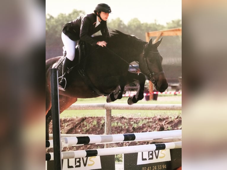 Selle Français Mare 11 years 15,1 hh Bay-Dark in Saumur