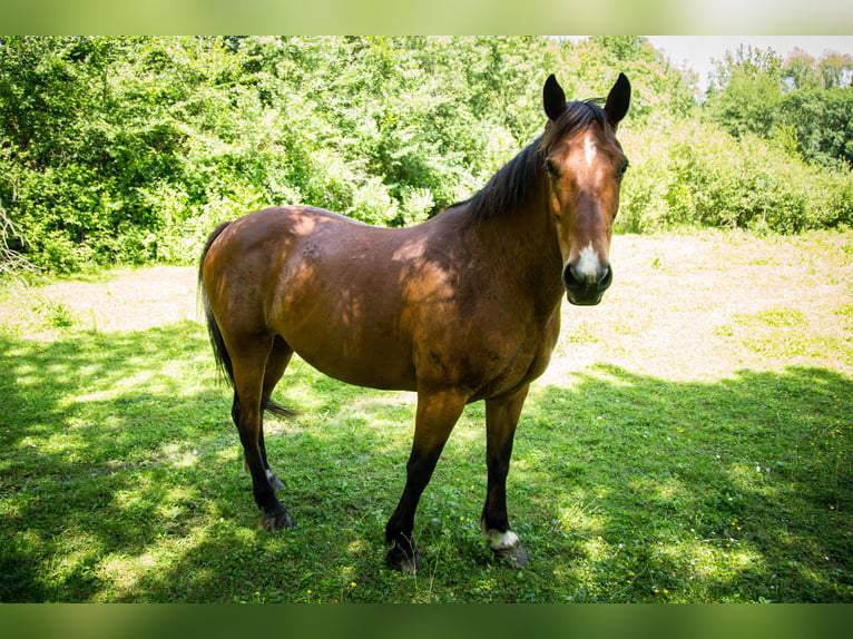 Selle Français Mare 11 years 15.1 hh  in Authon-Ébéon