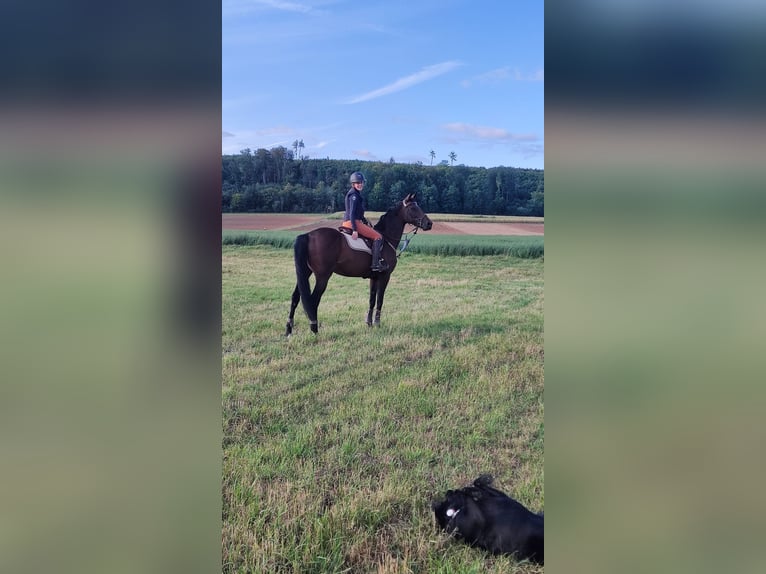 Selle Français Mare 11 years 15,3 hh Brown in Giengen an der Brenz