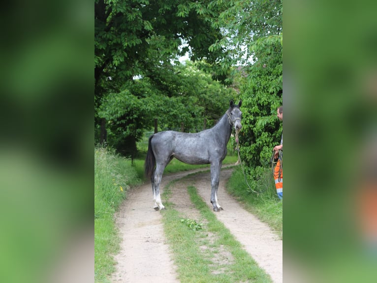 Selle Français Mare 11 years 16.1 hh Brown in Rittershoffen