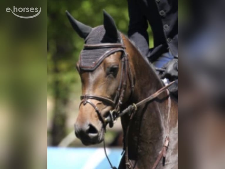 Selle Français Mare 11 years 16.2 hh Bay-Dark in Gijón