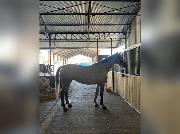 Selle Français Mare 11 years 16.2 hh Grey in Neuville-sur-Oise