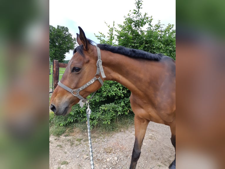 Selle Français Mare 11 years 16 hh Brown in Gouttières