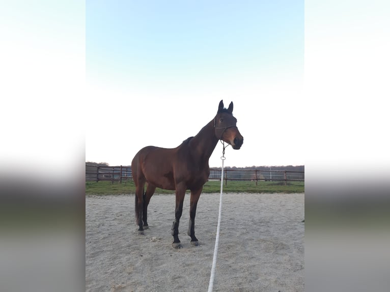 Selle Français Mare 11 years 16 hh Brown in Gouttières
