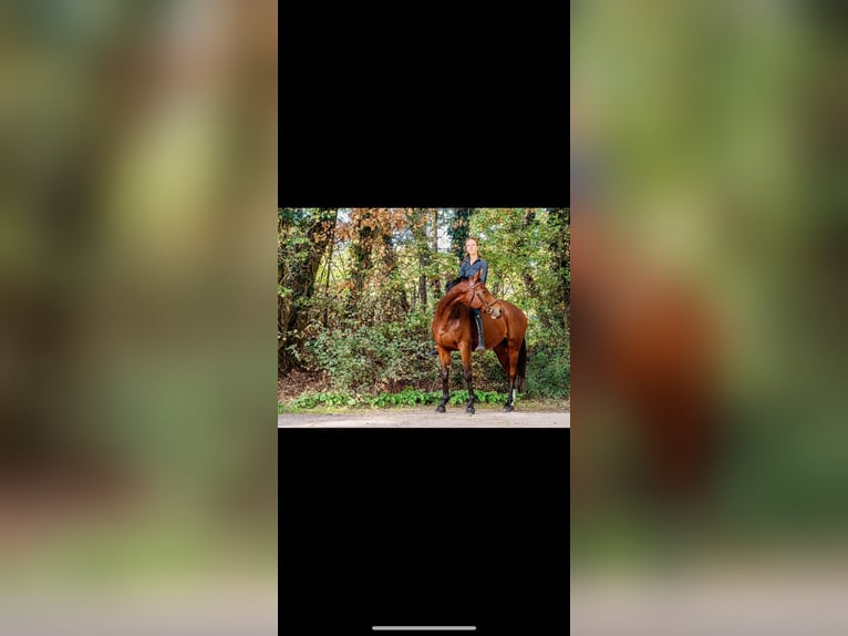 Selle Français Mare 11 years 16 hh Brown in Vich