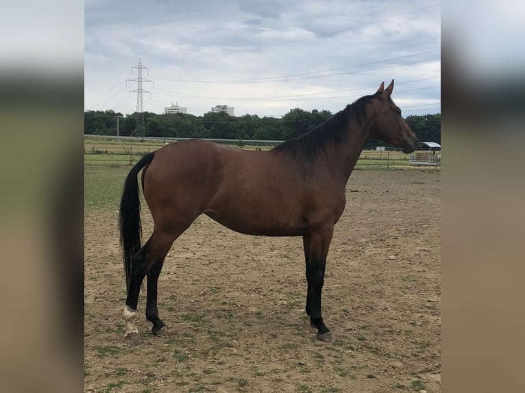 Selle Français Mare 11 years 16 hh Brown in Vich