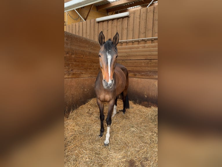 Selle Français Mare 11 years 16 hh Brown in noisy sur ecole