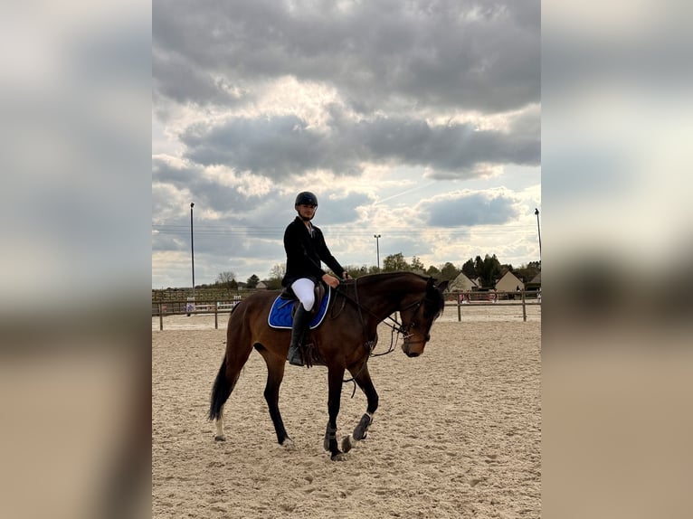 Selle Français Mare 11 years 16 hh Brown in noisy sur ecole