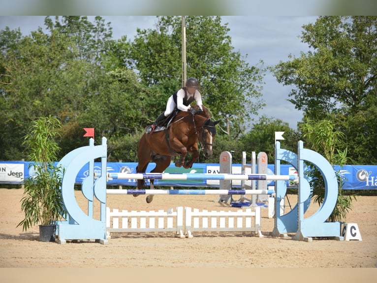 Selle Français Mare 11 years 16 hh Chestnut-Red in Gueret