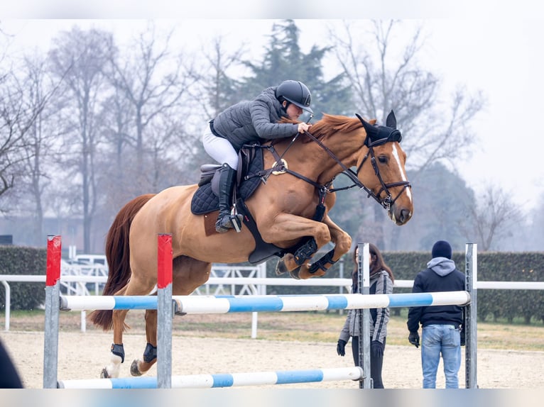 Selle Français Mare 11 years 16 hh Chestnut-Red in Treviglio