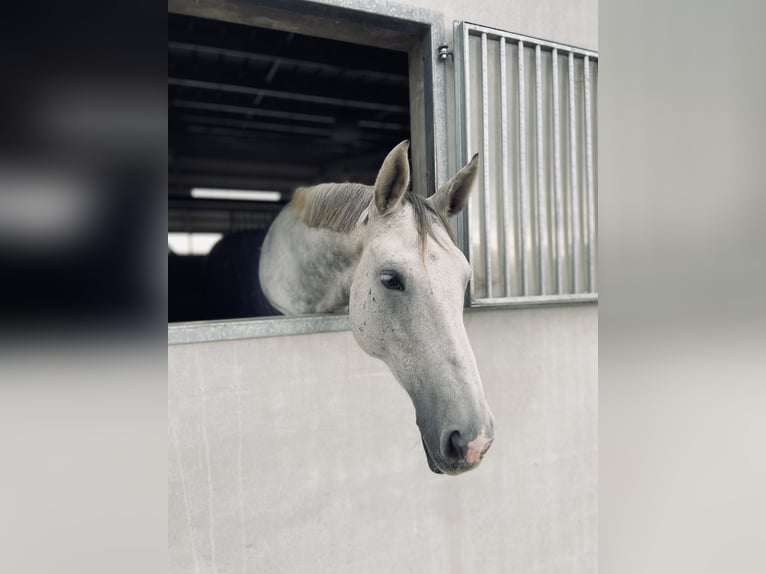 Selle Français Mare 11 years 16 hh Grey in St Sauveur d'Aunis