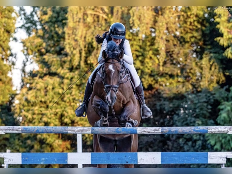 Selle Français Mare 11 years 16,1 hh Brown in Lésigny