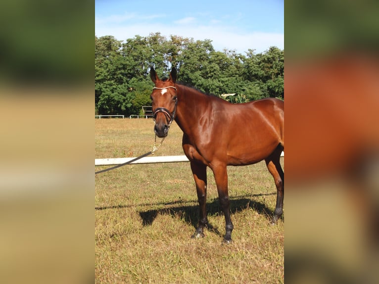 Selle Français Mare 11 years 16,1 hh Brown in Rittershoffen
