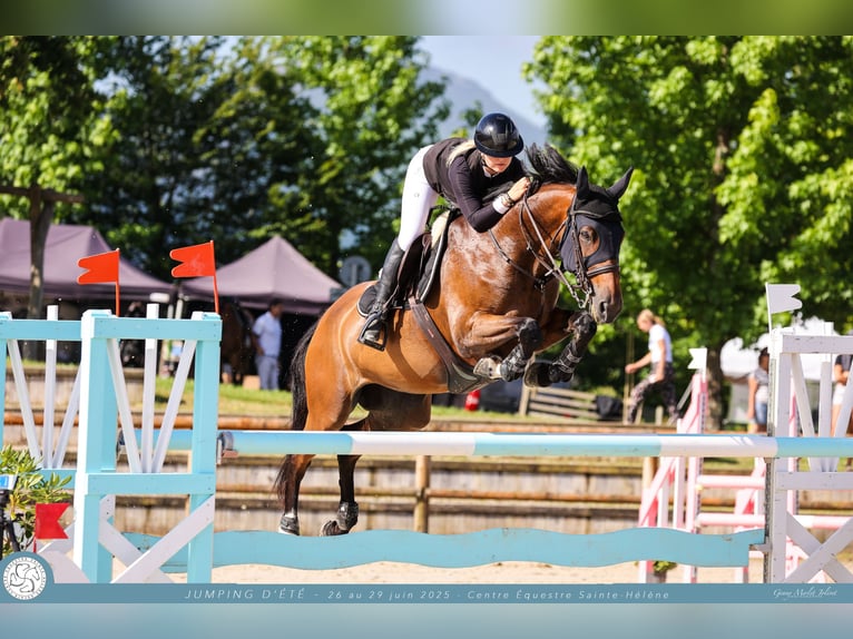 Selle Français Mare 11 years 16,2 hh Brown in Orignac