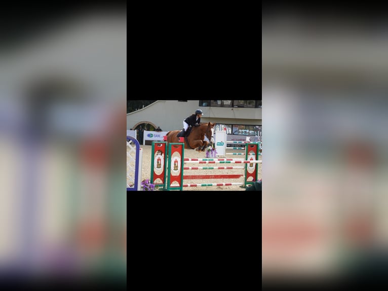 Selle Français Mare 11 years 17.3 hh Chestnut in Tanger,Africa