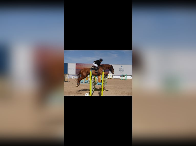 Selle Français Mare 11 years 17.3 hh Chestnut in Tanger,Africa