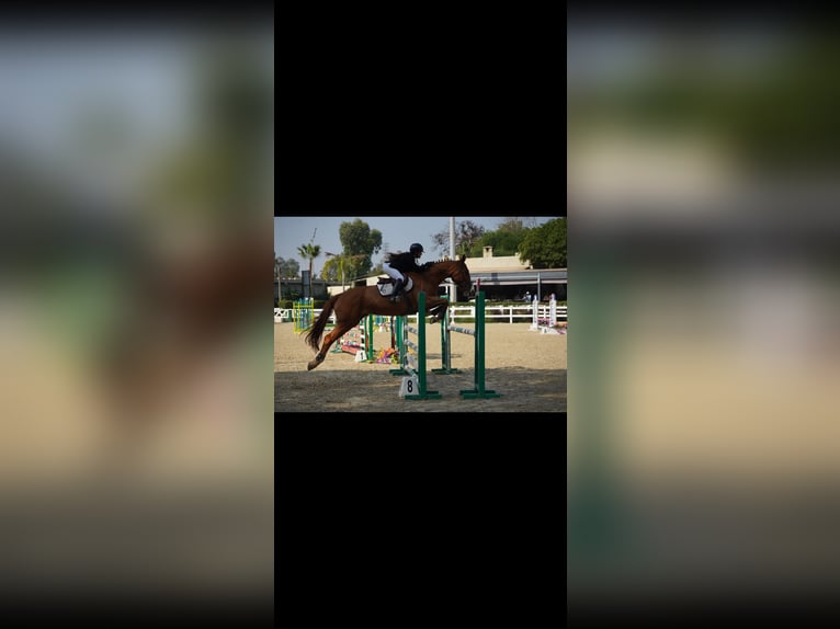 Selle Français Mare 11 years 17.3 hh Chestnut in Tanger,Africa