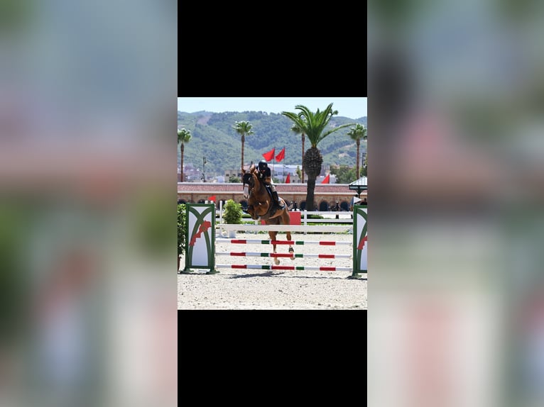 Selle Français Mare 11 years 17.3 hh Chestnut in Tanger,Africa