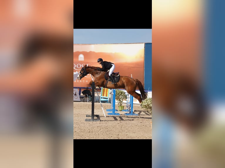 Selle Français Mare 11 years 17.3 hh Chestnut in Tanger,Africa