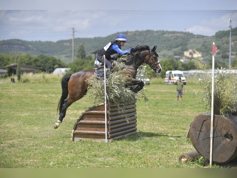 Selle Français Mare 12 years 14,2 hh Brown in varese