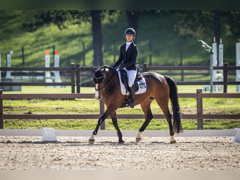 Selle Français Mare 12 years 14,2 hh Brown in varese
