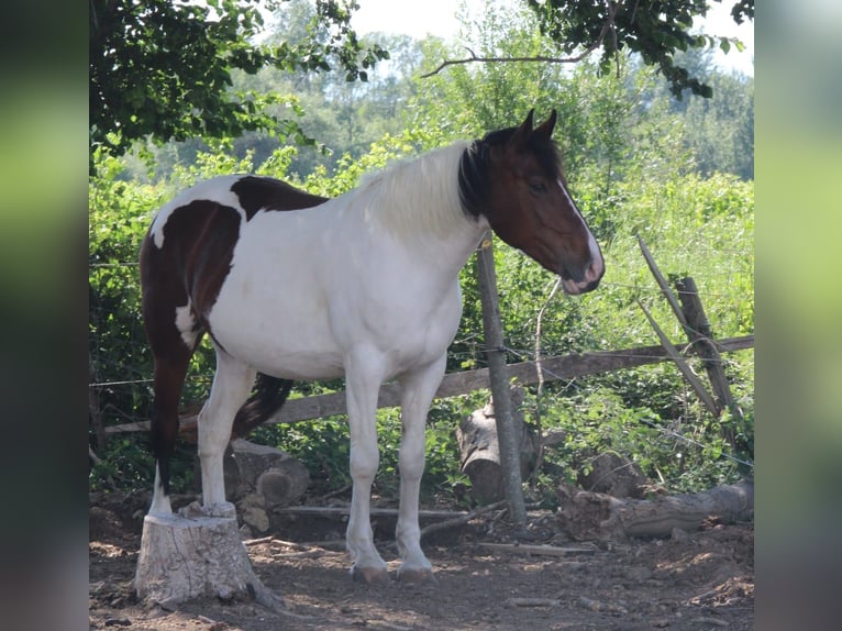 Selle Français Mare 12 years 15,1 hh Pinto in Coursan