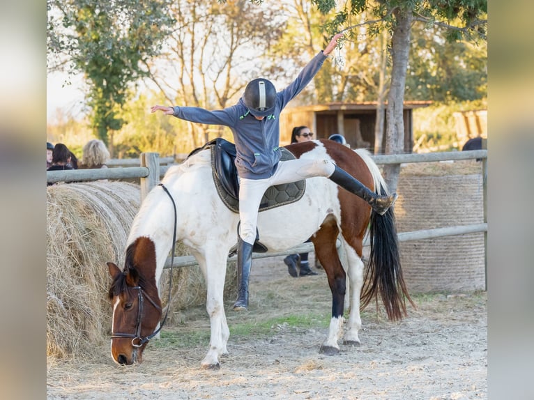 Selle Français Mare 12 years 15,1 hh Pinto in Coursan