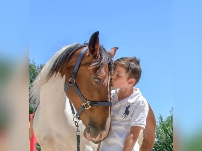 Selle Français Mare 12 years 15,1 hh Pinto in Coursan