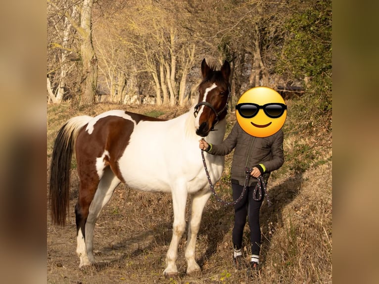 Selle Français Mare 12 years 15,1 hh Pinto in Coursan