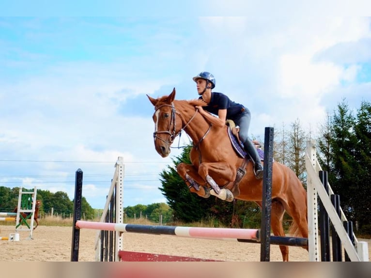 Selle Français Mare 12 years 15,2 hh Chestnut-Red in ASEP FIALOVA