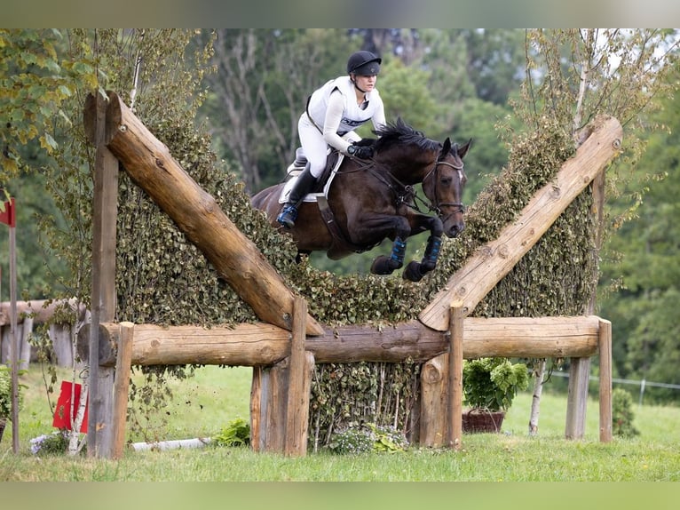 Selle Français Mare 12 years 16.2 hh Smoky-Black in Darmstadt