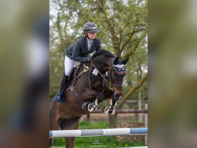 Selle Français Mare 12 years 16.2 hh Smoky-Black in Darmstadt