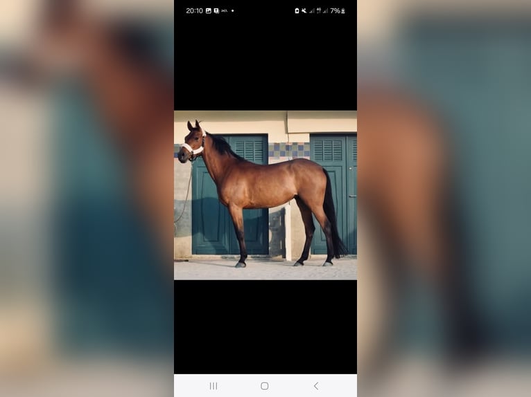 Selle Français Mare 12 years 16 hh Brown in Caen