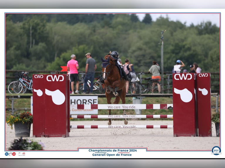 Selle Français Mare 12 years 16 hh Chestnut-Red in Pertuis