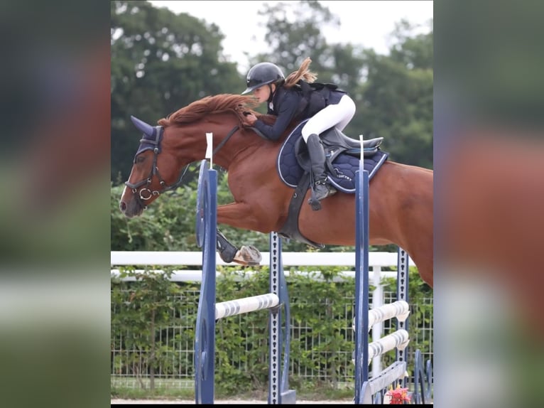 Selle Français Mare 12 years 16 hh Chestnut-Red in Pertuis