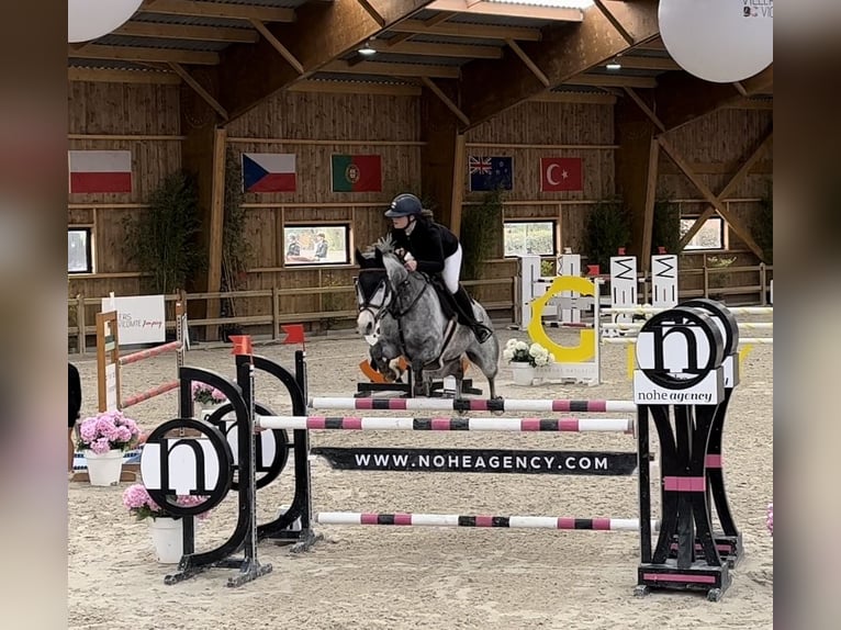Selle Français Mare 12 years 16 hh Gray in Gournay en Bray