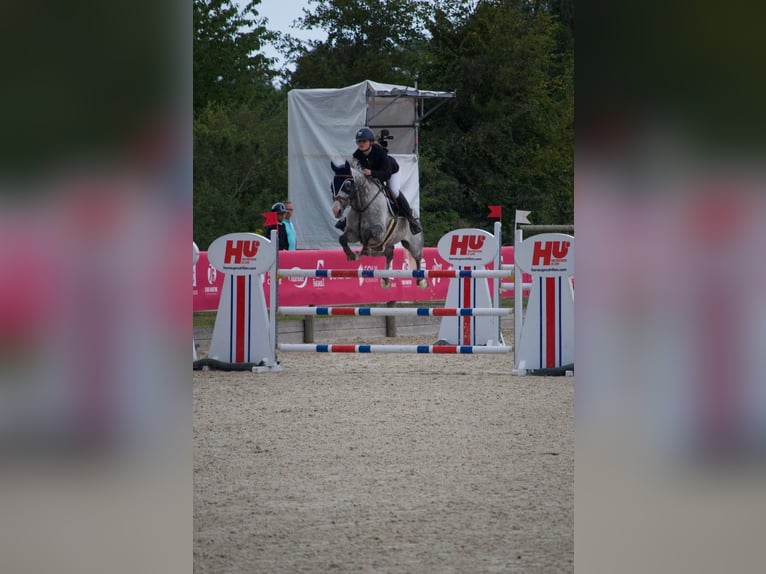 Selle Français Mare 12 years 16 hh Gray in Gournay en Bray