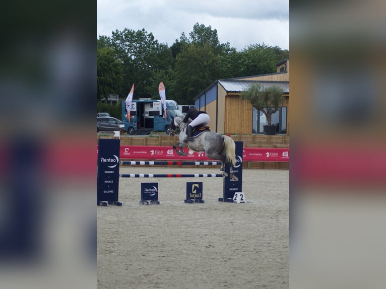 Selle Français Mare 12 years 16 hh Gray in Gournay en Bray