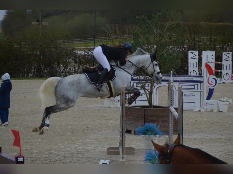 Selle Français Mare 12 years 16 hh Gray in Gournay en Bray