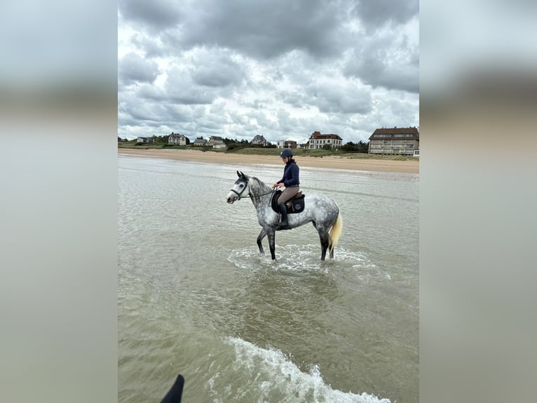 Selle Français Mare 12 years 16 hh Gray in Gournay en Bray