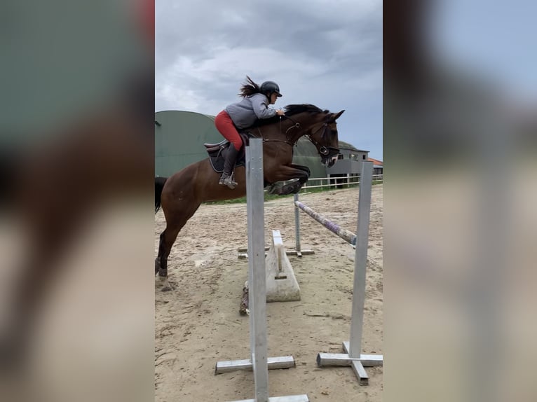 Selle Français Mare 12 years 16,1 hh Brown in Lésigny