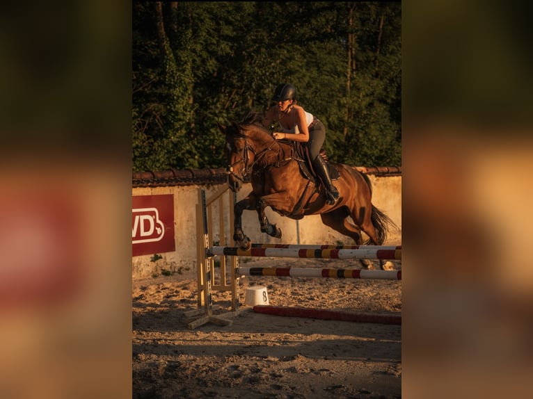 Selle Français Mare 12 years 16,1 hh Brown in Lésigny