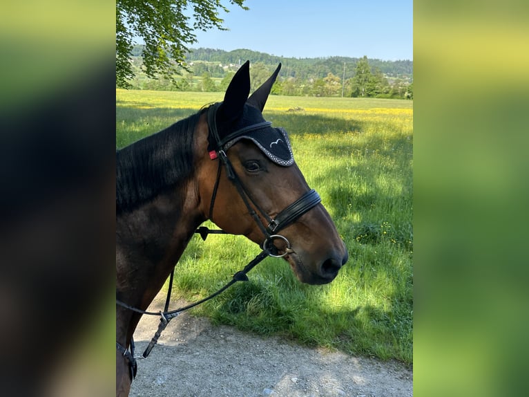 Selle Français Mare 12 years 16,3 hh Bay-Dark in Seon